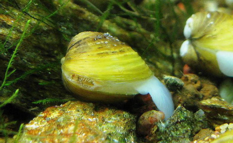 corbicula